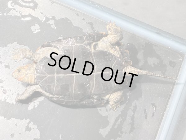 画像3: ニホンイシガメ メス(7.5cm±)WILD▲ (3)