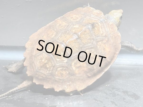 画像3: ニホンイシガメ ベビー(6.5cm±)ブリード▲v (3)