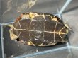 画像3: クサガメ メス (20cm±)頭3.5 WILD v (3)