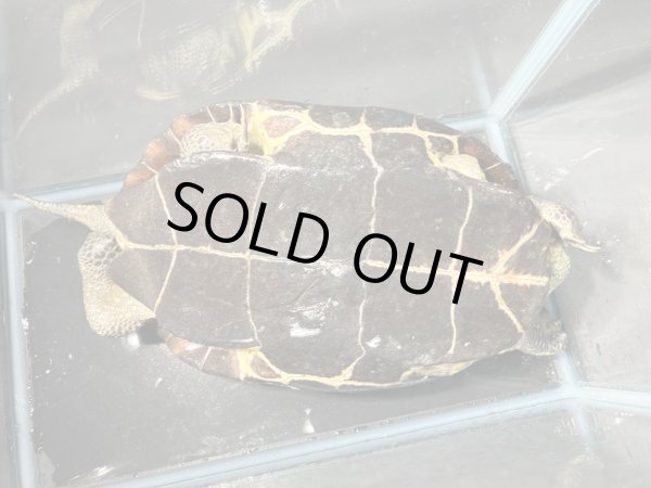 画像3: クサガメ メス (20cm±)頭3.5 WILD v (3)