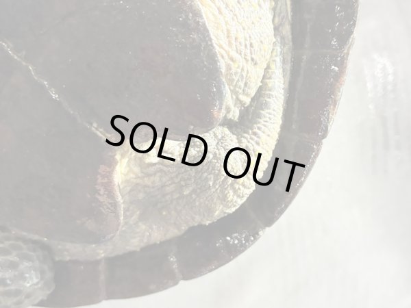 画像8: オオアタマクサガメ メス(22.5cm±)頭5.0 WILD▲ (8)