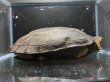 画像4: クサガメ メス (21.5cm±)頭4.0 WILD (4)