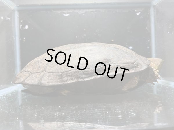 画像4: クサガメ メス (21.5cm±)頭4.0 WILD v (4)