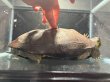 画像6: オオアタマクサガメ メス(22.5cm±)頭5.0 WILD▲ (6)