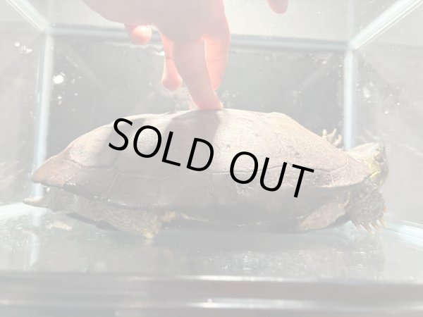 画像6: オオアタマクサガメ メス(22.5cm±)頭5.0 WILD▲ (6)