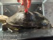 画像6: オオアタマクサガメ メス(20cm±)頭4.5 WILD▲ (6)