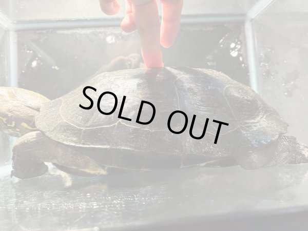 画像6: オオアタマクサガメ メス(20cm±)頭4.5 WILD▲ (6)