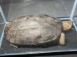 画像1: クサガメ メス (21.5cm±)頭4.0 WILD (1)