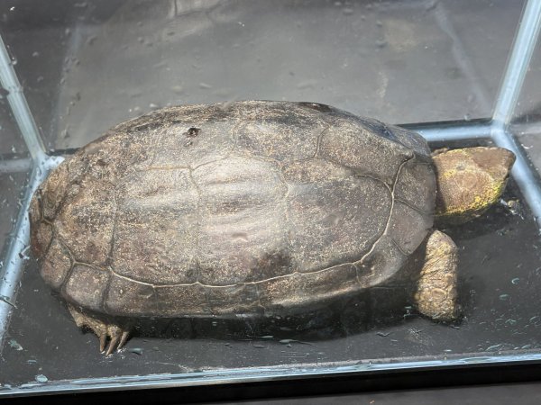 画像1: クサガメ メス (21.5cm±)頭4.0 WILD (1)