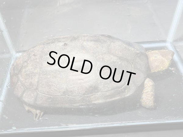 画像1: クサガメ メス (21.5cm±)頭4.0 WILD v (1)