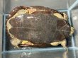 画像5: オオアタマクサガメ メス(22.5cm±)頭5.0 WILD▲ (5)
