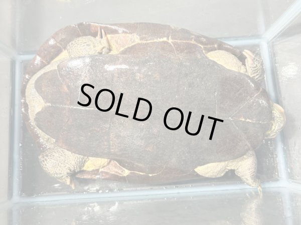 画像5: オオアタマクサガメ メス(22.5cm±)頭5.0 WILD▲ (5)