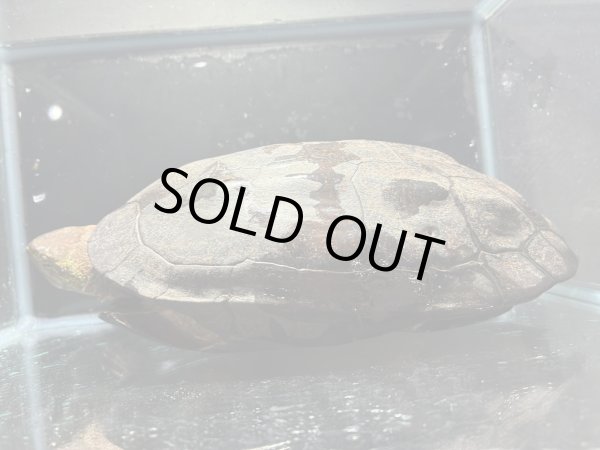 画像5: クサガメ メス (21.5cm±)頭4.0 WILD v (5)