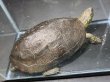 画像2: クサガメ メス (20cm±)頭3.5 WILD v (2)