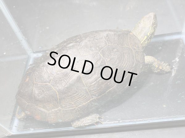 画像2: クサガメ メス (20cm±)頭3.5 WILD v (2)