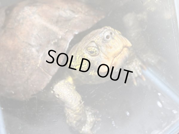 画像4: オオアタマクサガメ メス(22.5cm±)頭5.0 WILD▲ (4)