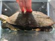 画像5: クサガメ メス (20cm±)頭3.5 WILD v (5)