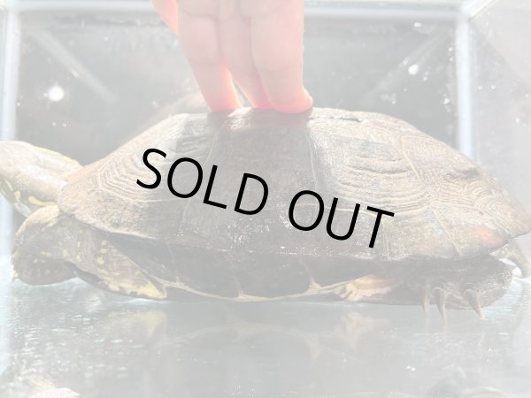 画像5: クサガメ メス (20cm±)頭3.5 WILD v (5)