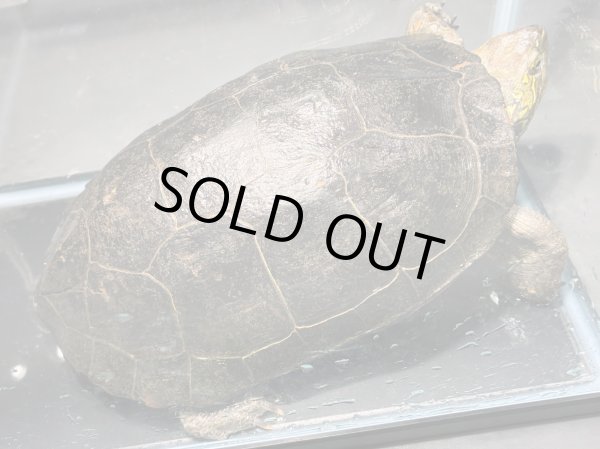 画像2: オオアタマクサガメ メス(20cm±)頭4.5 WILD▲ (2)