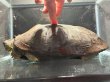 画像7: オオアタマクサガメ メス(22.5cm±)頭5.0 WILD▲ (7)