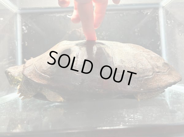 画像7: オオアタマクサガメ メス(22.5cm±)頭5.0 WILD▲ (7)