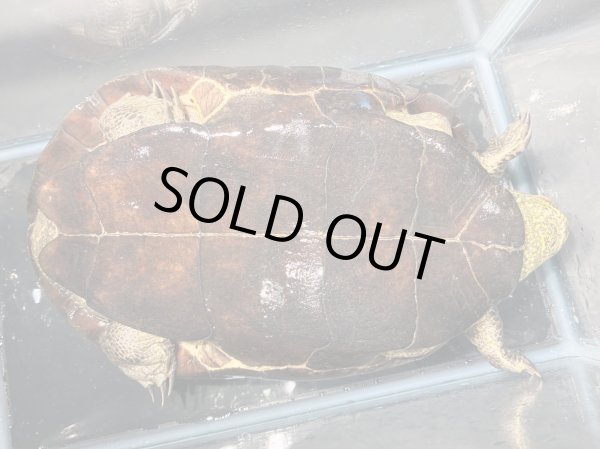 画像3: クサガメ メス (21.5cm±)頭4.0 WILD v (3)