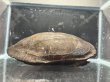 画像3: オオアタマクサガメ メス(19cm±)頭4.5 WILD▲ (3)