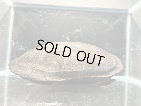 画像3: オオアタマクサガメ メス(19cm±)頭4.5 WILD▲ (3)