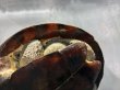 画像6: クサガメ メス (21.5cm±)頭4.0 WILD (6)