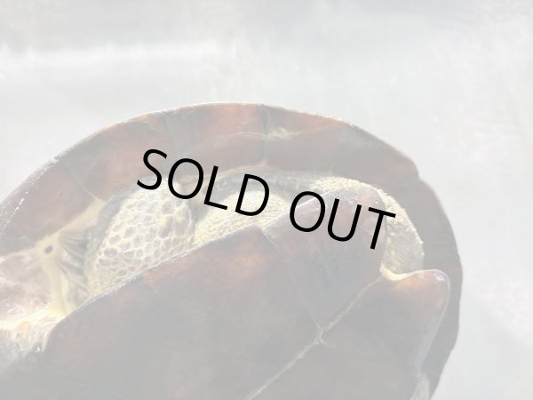 画像6: クサガメ メス (21.5cm±)頭4.0 WILD v (6)