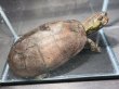 画像2: オオアタマクサガメ メス(22.5cm±)頭5.0 WILD▲ (2)