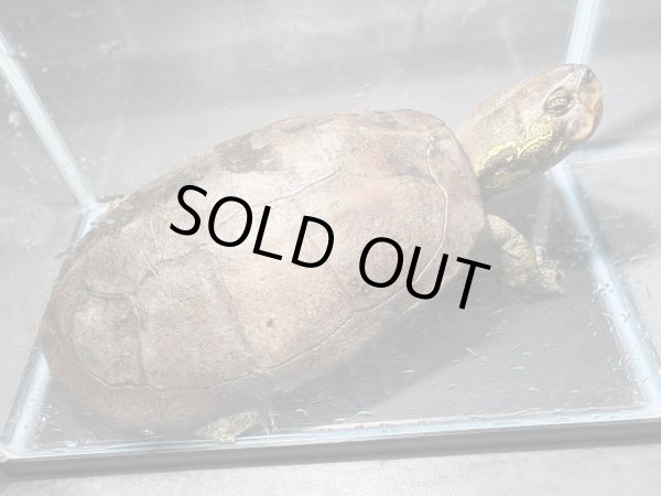 画像2: オオアタマクサガメ メス(22.5cm±)頭5.0 WILD▲ (2)