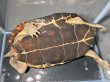 画像3: オオアタマクサガメ メス(20cm±)頭4.5 WILD▲ (3)