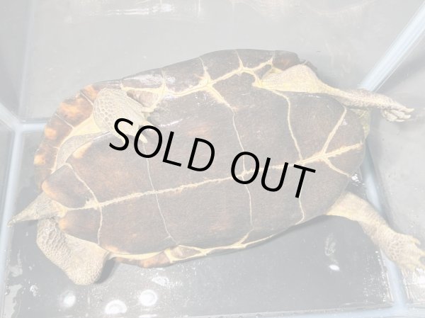 画像3: オオアタマクサガメ メス(20cm±)頭4.5 WILD▲ (3)