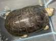 画像1: オオアタマクサガメ メス(20cm±)頭4.5 WILD▲ (1)