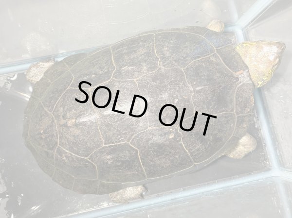 画像1: オオアタマクサガメ メス(20cm±)頭4.5 WILD▲ (1)