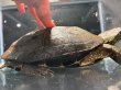 画像4: クサガメ メス (20cm±)頭3.5 WILD v (4)