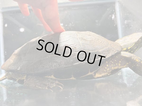 画像4: クサガメ メス (20cm±)頭3.5 WILD v (4)