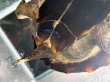画像4: オオアタマクサガメ メス(20cm±)頭4.5 WILD▲ (4)