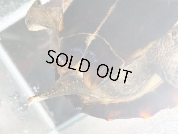 画像4: オオアタマクサガメ メス(20cm±)頭4.5 WILD▲ (4)