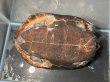 画像4: オオアタマクサガメ メス(19cm±)頭4.5 WILD▲ (4)