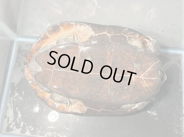 画像4: オオアタマクサガメ メス(19cm±)頭4.5 WILD▲ (4)