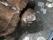 画像1: オオアタマクサガメ メス(19cm±)頭4.5 WILD▲ (1)