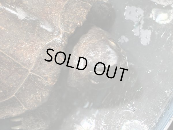 画像1: オオアタマクサガメ メス(19cm±)頭4.5 WILD▲ (1)