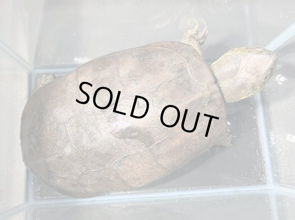 画像3: オオアタマクサガメ メス(22.5cm±)頭5.0 WILD▲ (3)