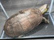 画像1: オオアタマクサガメ メス(22.5cm±)頭5.0 WILD▲ (1)