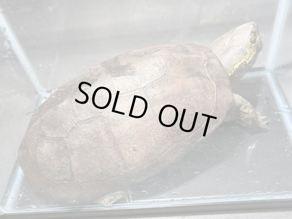 画像1: オオアタマクサガメ メス(22.5cm±)頭5.0 WILD▲ (1)