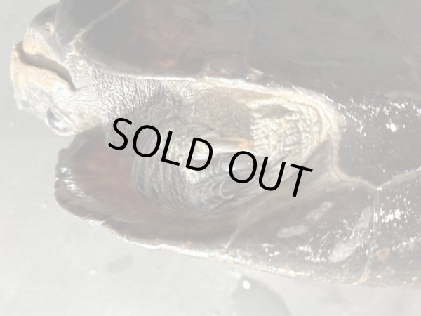 画像5: オオアタマクサガメ メス(19cm±)頭4.5 WILD▲ (5)