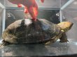 画像5: オオアタマクサガメ メス(20cm±)頭4.5 WILD▲ (5)