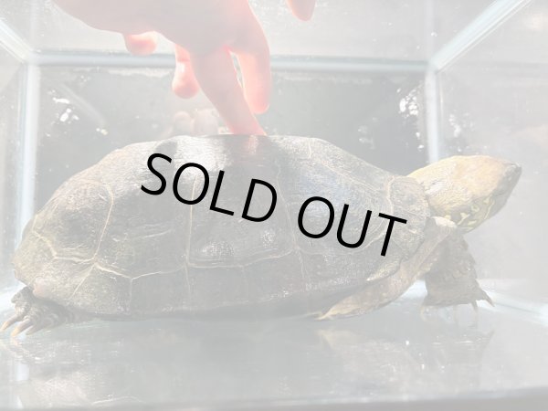 画像5: オオアタマクサガメ メス(20cm±)頭4.5 WILD▲ (5)